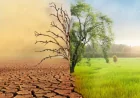 জলবায়ু পরিবর্তনের প্রভাব বাংলাদেশে কতটা?