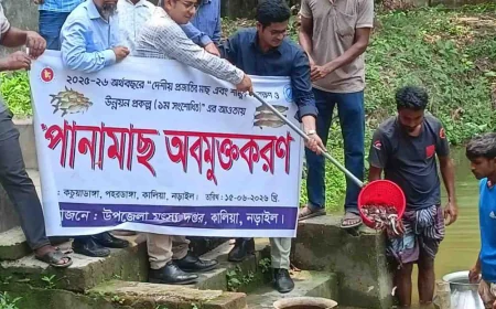 নড়াইলের কালিয়ায় বিলে দেশীয় প্রজাতির মাছের পোনা অবমুক্ত করা হয়েছে
