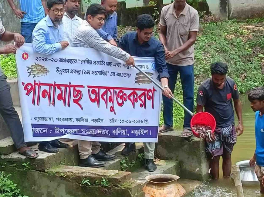 নড়াইলের কালিয়ায় বিলে দেশীয় প্রজাতির মাছের পোনা অবমুক্ত করা হয়েছে